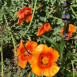 Meet your Posher, Sydney